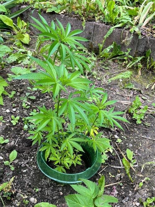 Heavy Indicas Outdoor 26. Week 10 - SAD S1