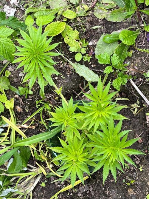 Heavy Indicas Outdoor 26. Week 10 - CC