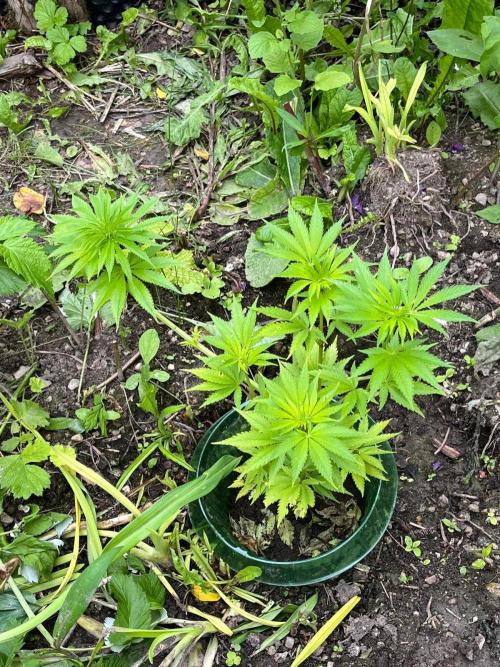 Heavy Indicas Outdoor 26. Week 10 - CC 