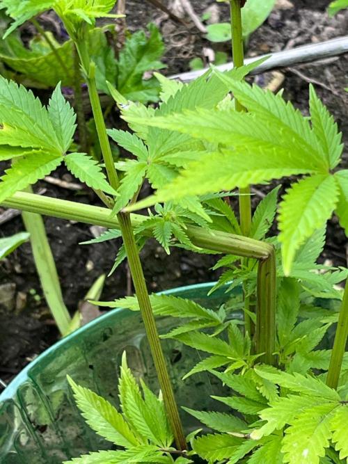 Heavy Indicas Outdoor 26. Week 10 - CC HST