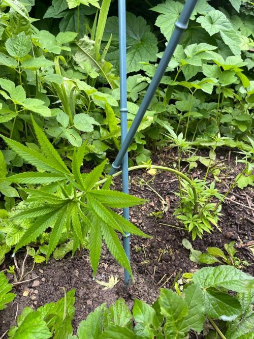 Heavy Indicas Outdoor 26. Week 10 - A1