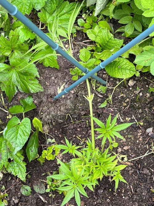 Heavy Indicas Outdoor 26. Week 10 - A1