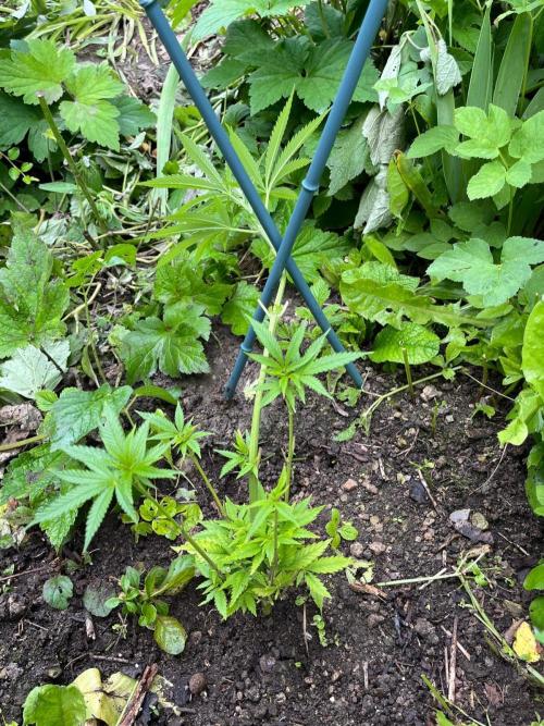 Heavy Indicas Outdoor 26. Week 10 - A1