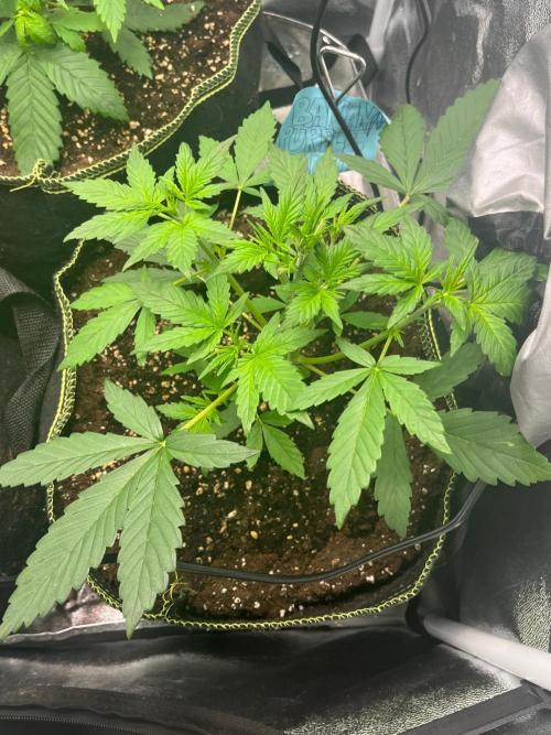 Balkon FastBuds 26. Week 3 - Banana Purple Punch Auto