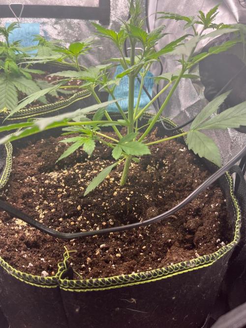 Balkon FastBuds 26. Week 3 - Banana Purple Punch Auto