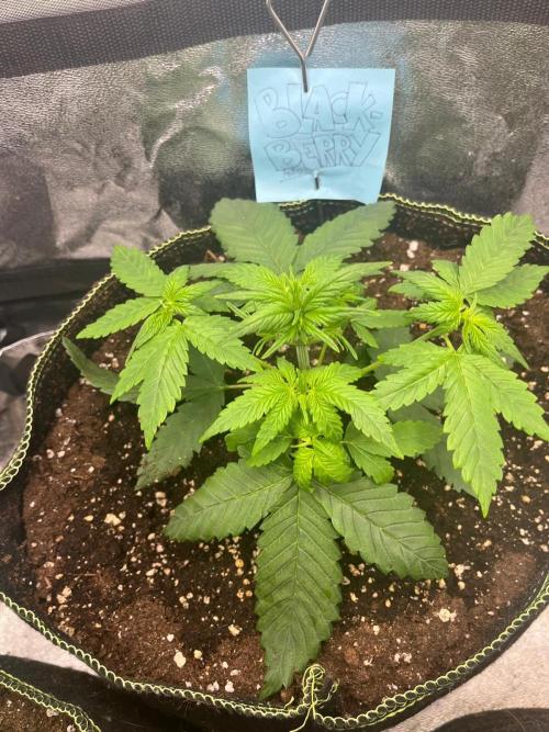 Balkon FastBuds 26. Week 3 - Blackberry Auto