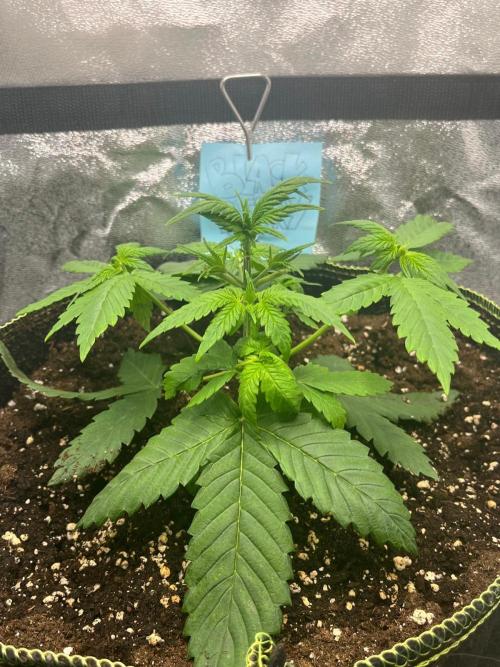Balkon FastBuds 26. Week 3 - Blackberry Auto