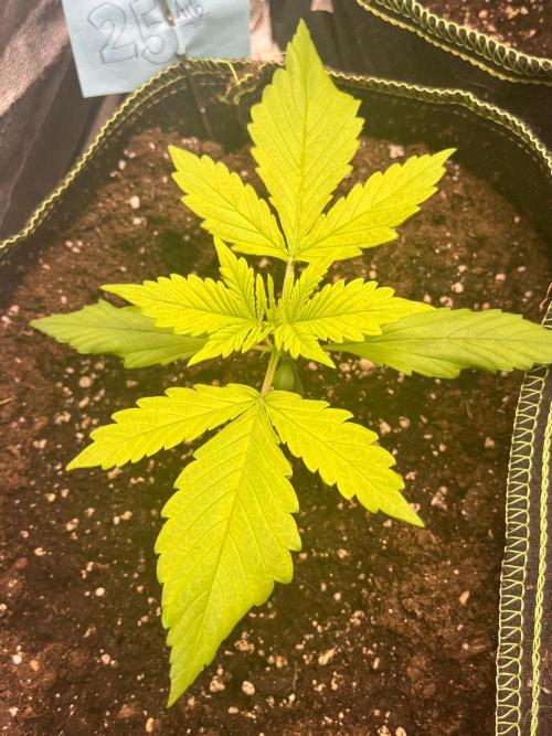 Balkon FastBuds 26. Week 3 - LSD25 Auto