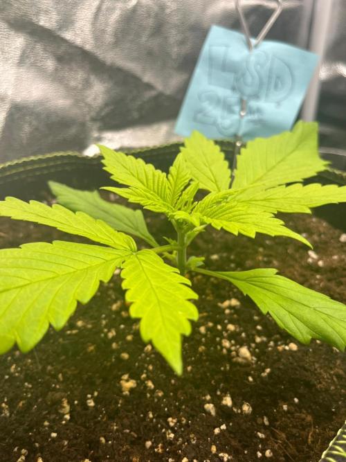Balkon FastBuds 26. Week 3 - LSD25 Auto