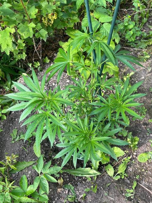 Heavy Indicas Outdoor 26. Week 11 - SAD S1