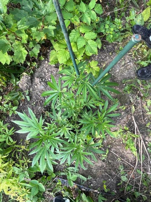 Heavy Indicas Outdoor 26. Week 11 - SAD S1