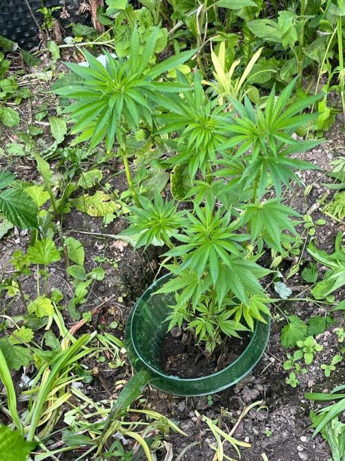 Heavy Indicas Outdoor 26. Week 11 - CC
