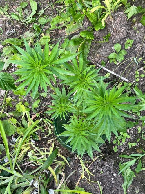 Heavy Indicas Outdoor 26. Week 11 - CC