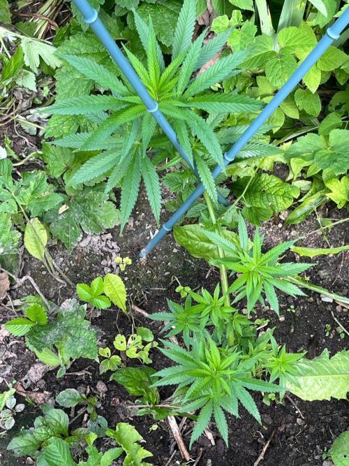 Heavy Indicas Outdoor 26. Week 11 - A1