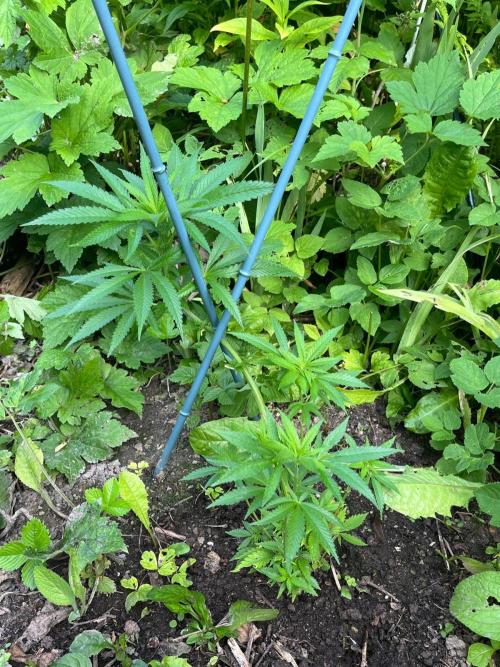 Heavy Indicas Outdoor 26. Week 11 - A1