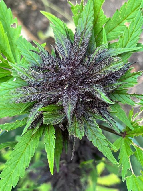 Outdoor FastBuds 26. Week 8 - LSD25 Auto