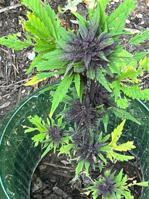 Outdoor FastBuds 26. Week 8 - LSD25 Auto