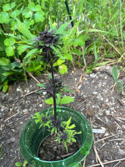 Outdoor FastBuds 26. Week 8 - LSD25 Auto