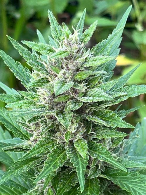 Outdoor FastBuds 26. Week 8 - Banana Purple Punch Auto