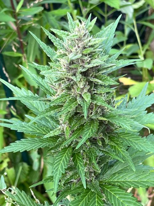 Outdoor FastBuds 26. Week 8 - Banana Purple Punch Auto