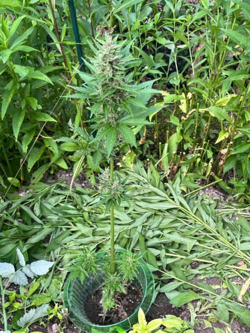 Outdoor FastBuds 26. Week 8 - Banana Purple Punch Auto