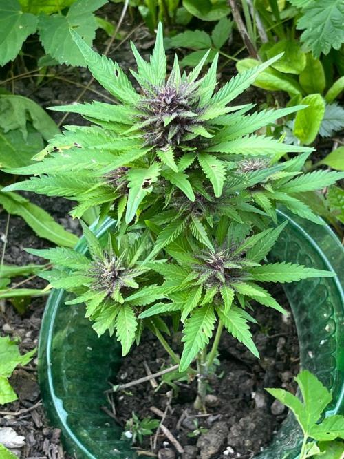 Outdoor FastBuds 26. Week 8 - Blackberry Auto