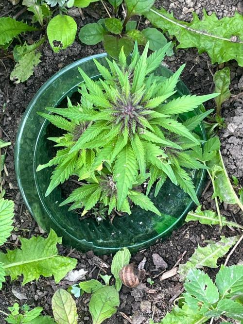Outdoor FastBuds 26. Week 8 - Blackberry Auto