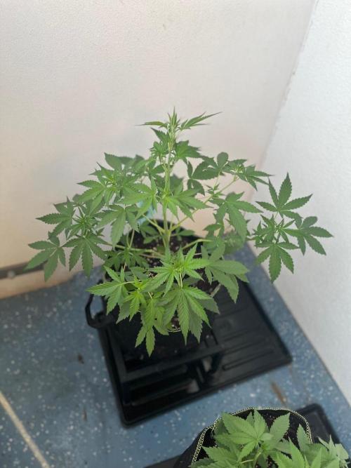Balkon FastBuds 26. Week 4 - Banana Purple Punch Auto