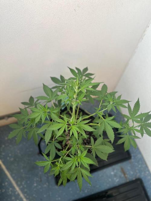 Balkon FastBuds 26. Week 4 - Banana Purple Punch Auto
