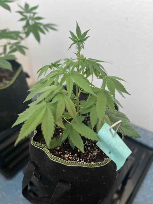 Balkon FastBuds 26. Week 4 - Blackberry Auto