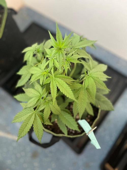 Balkon FastBuds 26. Week 4 - Blackberry Auto