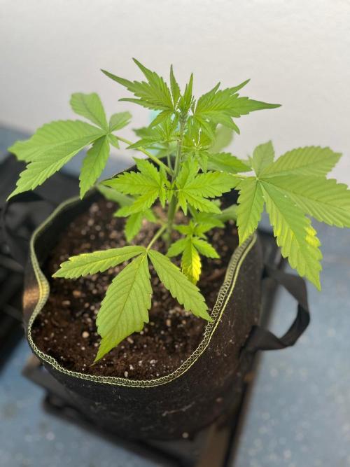 Balkon FastBuds 26. Week 4 - LSD25 Auto