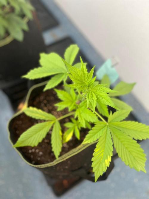 Balkon FastBuds 26. Week 4 - LSD25 Auto