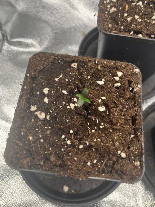 Mittsommer Grow LSD25 Auto. Week 1