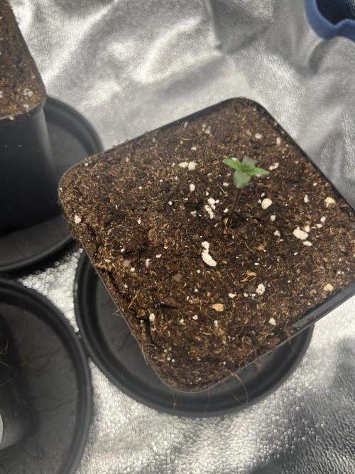 Mittsommer Grow LSD25 Auto. Week 1