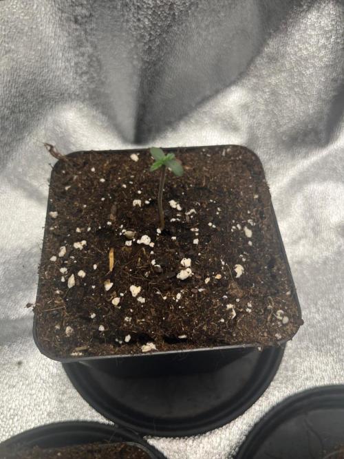 Mittsommer Grow LSD25 Auto. Week 1