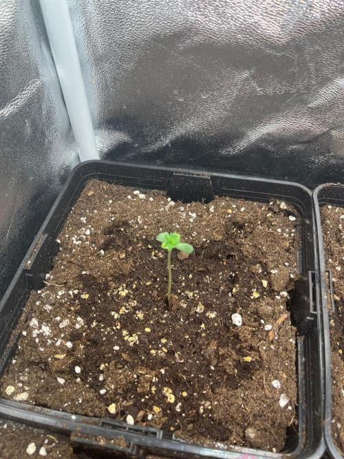 Deep Chunk Sommergrow Indoor. Week 1 - DC 1