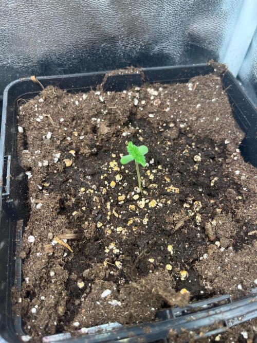 Deep Chunk Sommergrow Indoor. Week 1 - DC 3