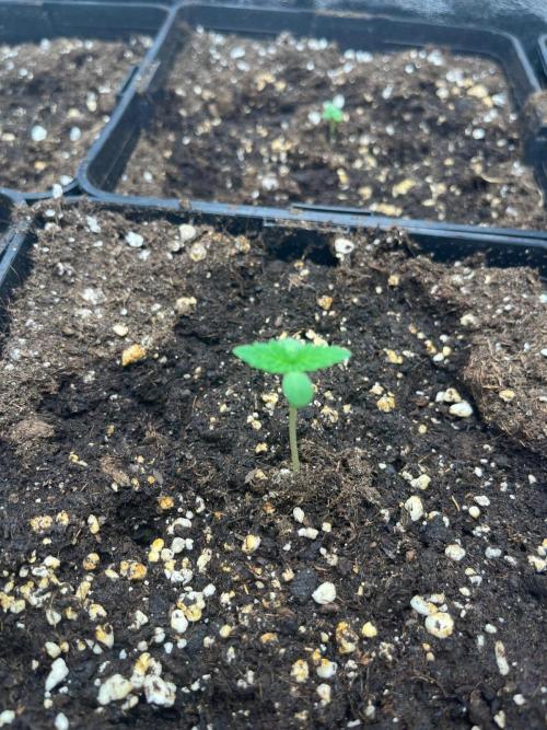 Deep Chunk Sommergrow Indoor. Week 1 - DC 5