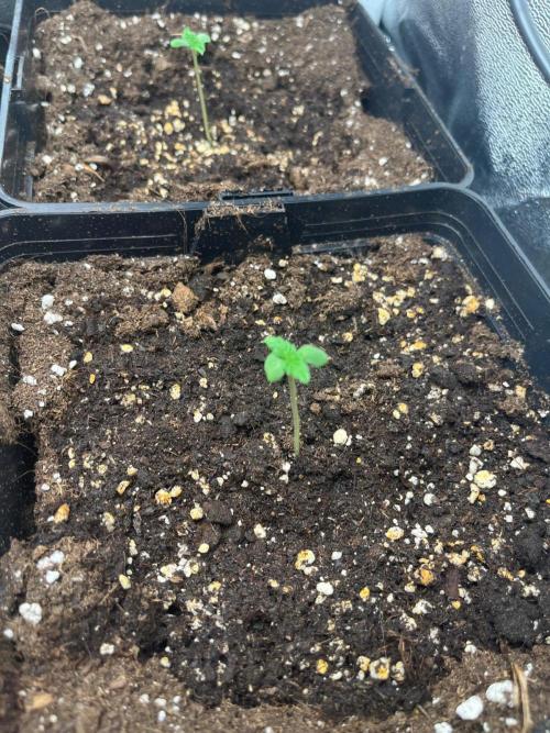 Deep Chunk Sommergrow Indoor. Week 1 - DC 6