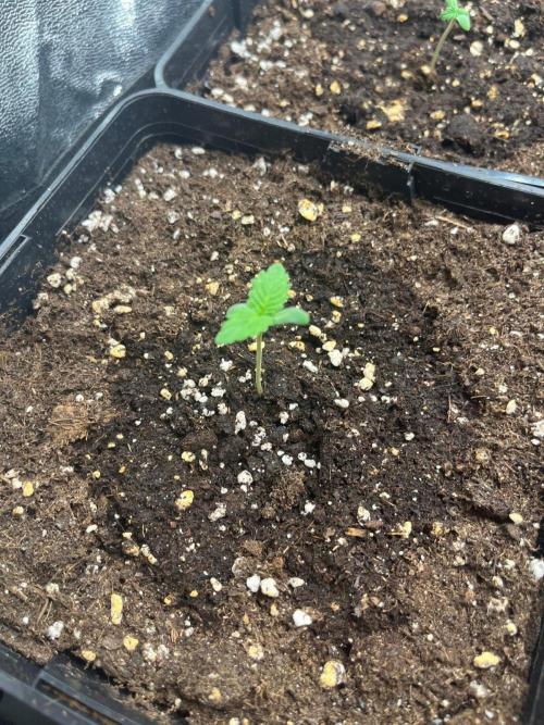 Deep Chunk Sommergrow Indoor. Week 1 - DC 7