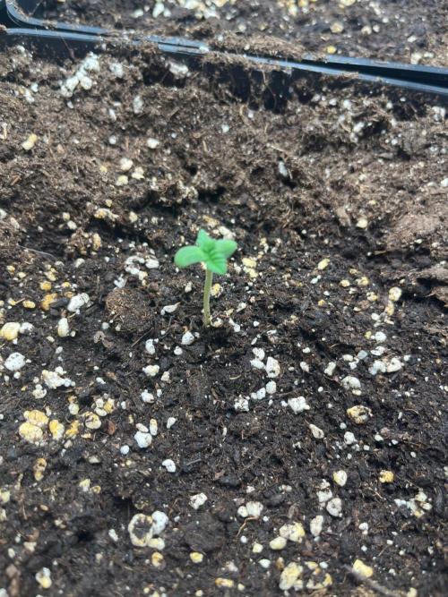 Deep Chunk Sommergrow Indoor. Week 1 - DC 8