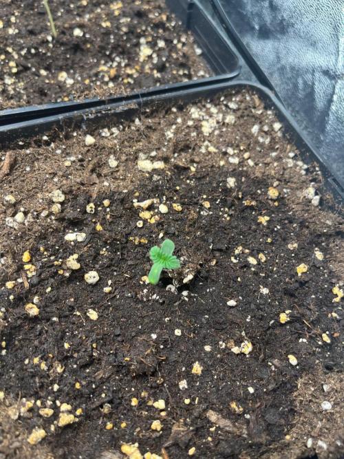 Deep Chunk Sommergrow Indoor. Week 1 - DC 9