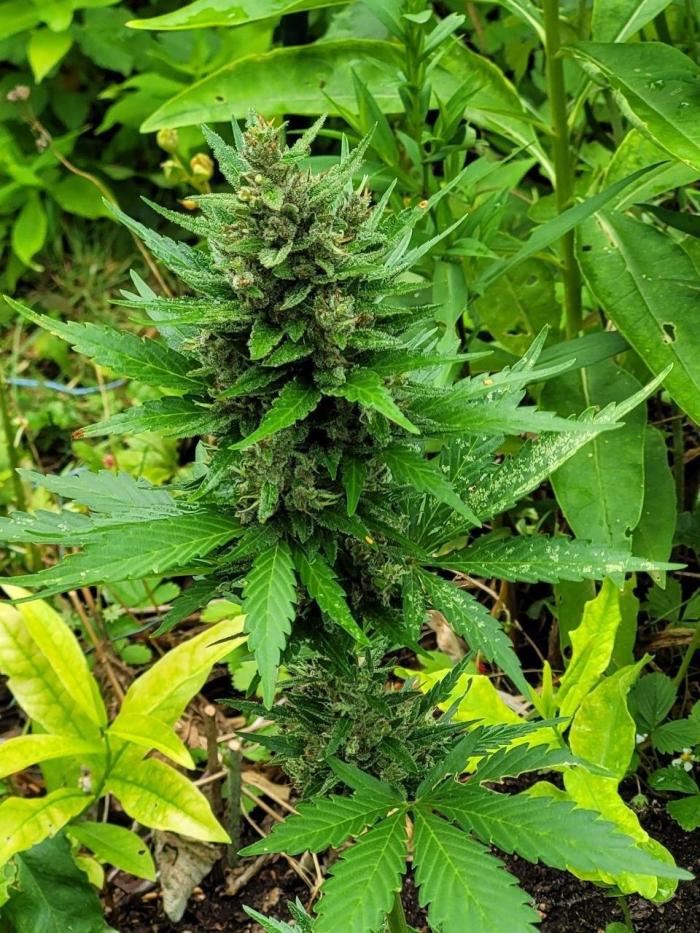 Outdoor FastBuds 26. Week 9