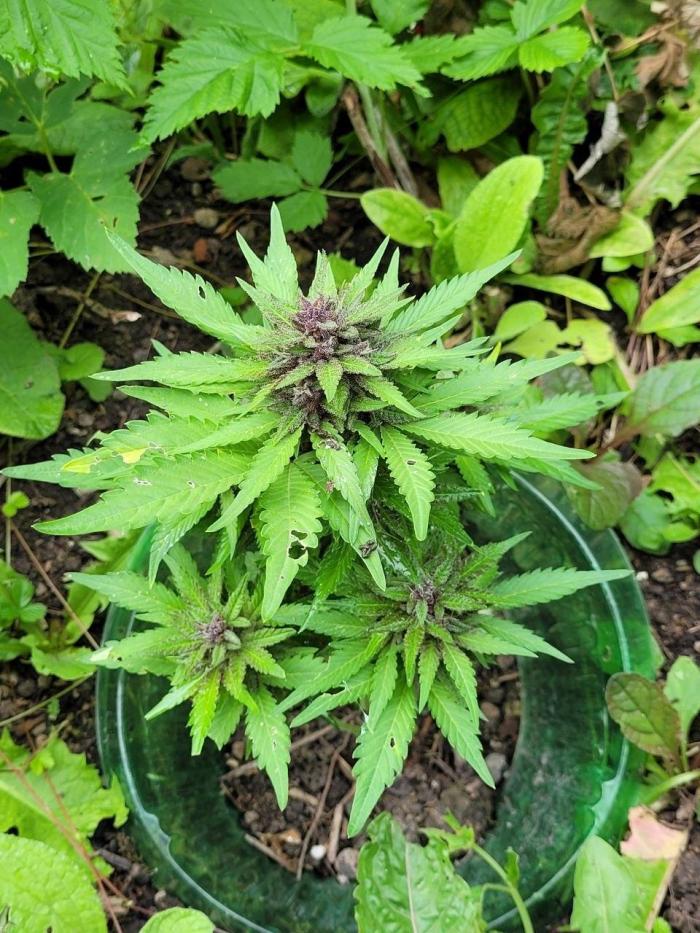 Outdoor FastBuds 26. Week 9