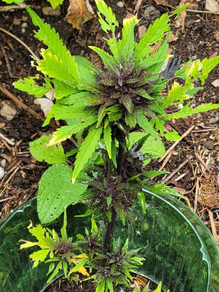 Outdoor FastBuds 26. Week 9