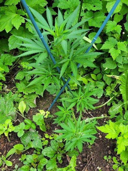 Heavy Indicas Outdoor 26. Week 12 - A1