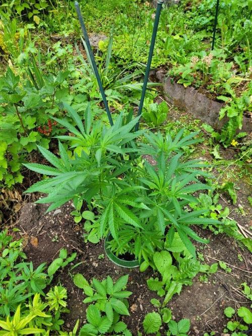 Heavy Indicas Outdoor 26. Week 12 - SAD S1