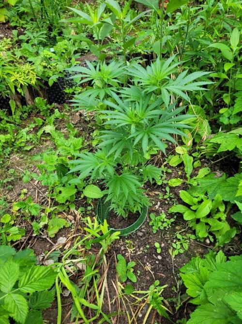 Heavy Indicas Outdoor 26. Week 12 - CC