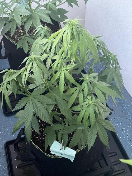 Balkon FastBuds 26. Week 5 - Blackberry Auto 